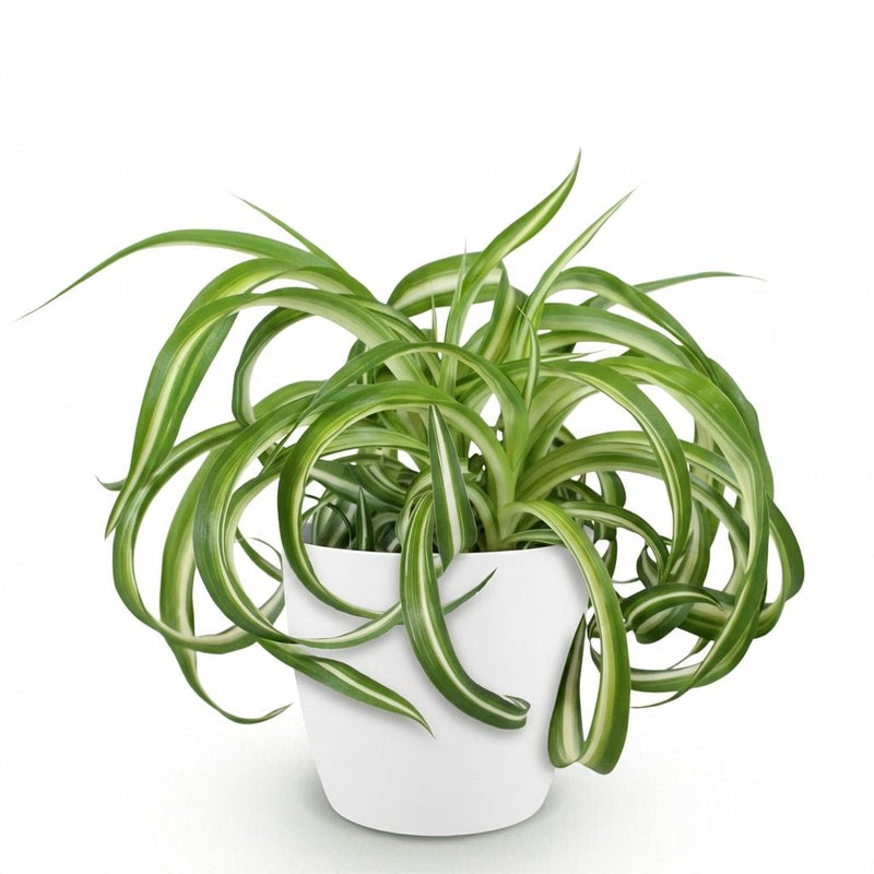 Green boutiQ - Kamerplant - Chlorophytum comosum Bonnie - Krullende Graslelie - Huisdiervriendelijke Plant - Groen - 1 Plant - met Potter Wit - Pot 12cm - Hoogte 20cm