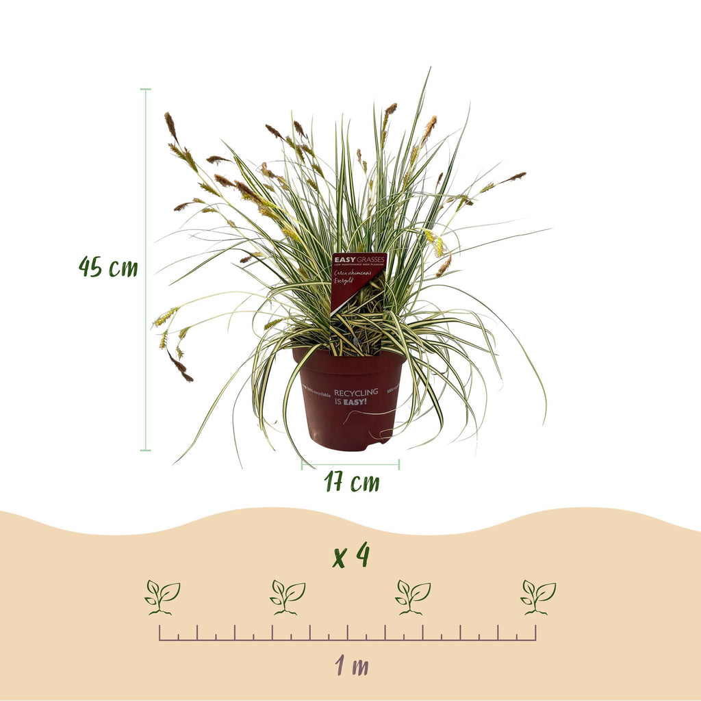Green boutiQ - Graminées ornementales - Carex oshimensis Evergold - Jaune & Vert - 4 Plantes - Persistant - Peu d'entretien - Pot 17cm Hauteur 50cm