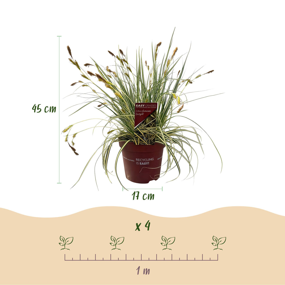 Green boutiQ - Graminées ornementales - Carex oshimensis Evergold - Jaune & Vert - 4 Plantes - Persistant - Peu d'entretien - Pot 17cm Hauteur 50cm