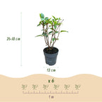 Green boutiQ - Gartenpflanze - Hydrangea paniculata Living Pink & Rose - Rispenhortensie - Winterhart - Rosa - 3 Pflanzen - Topf 12cm - Höhe 20-30cm
