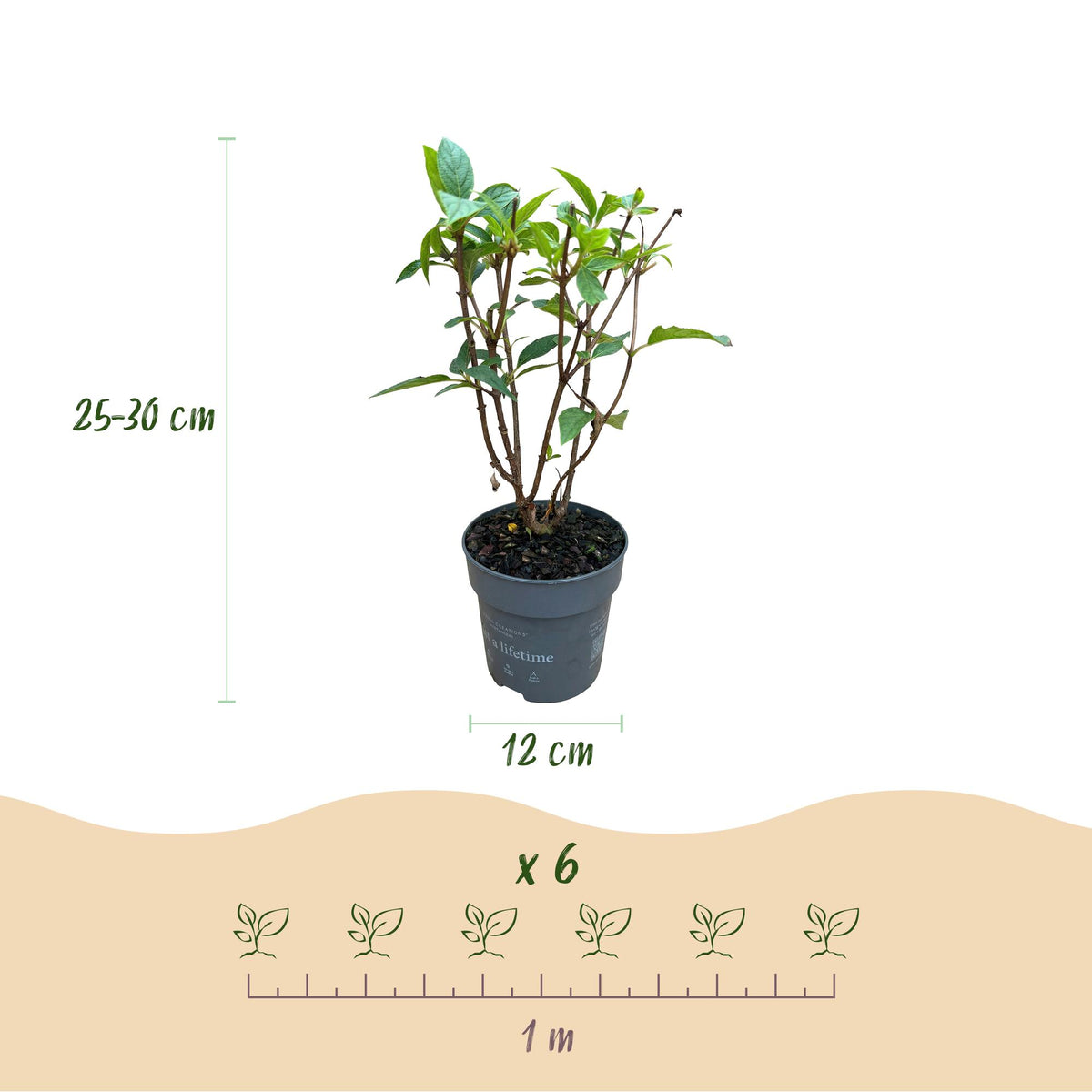 Green boutiQ - Gartenpflanze - Hydrangea paniculata Living Pink & Rose - Rispenhortensie - Winterhart - Rosa - 3 Pflanzen - Topf 12cm - Höhe 20-30cm