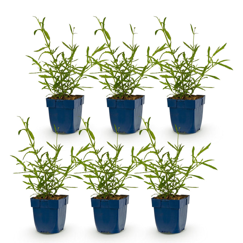 Green boutiQ - Vasteplant - Verbena bonariensis Lollipop - Ijzerhard - Bijen en Vlinderlokkers - Paars - 6 Planten - Pot 11cm - Hoogte 15-25cm
