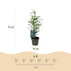 Green boutiQ - Bambou - Fargesia Blue Dragon - Persistant - Non traçant - Vert - 18 Plantes - Pot 14cm - Hauteur 35cm