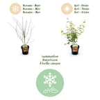Green boutiQ - Plante de terrasse - Érable du Japon - Acer palmatum Katsura - Orange - 1 plante - Caduc - Pot 19cm Hauteur 70cm