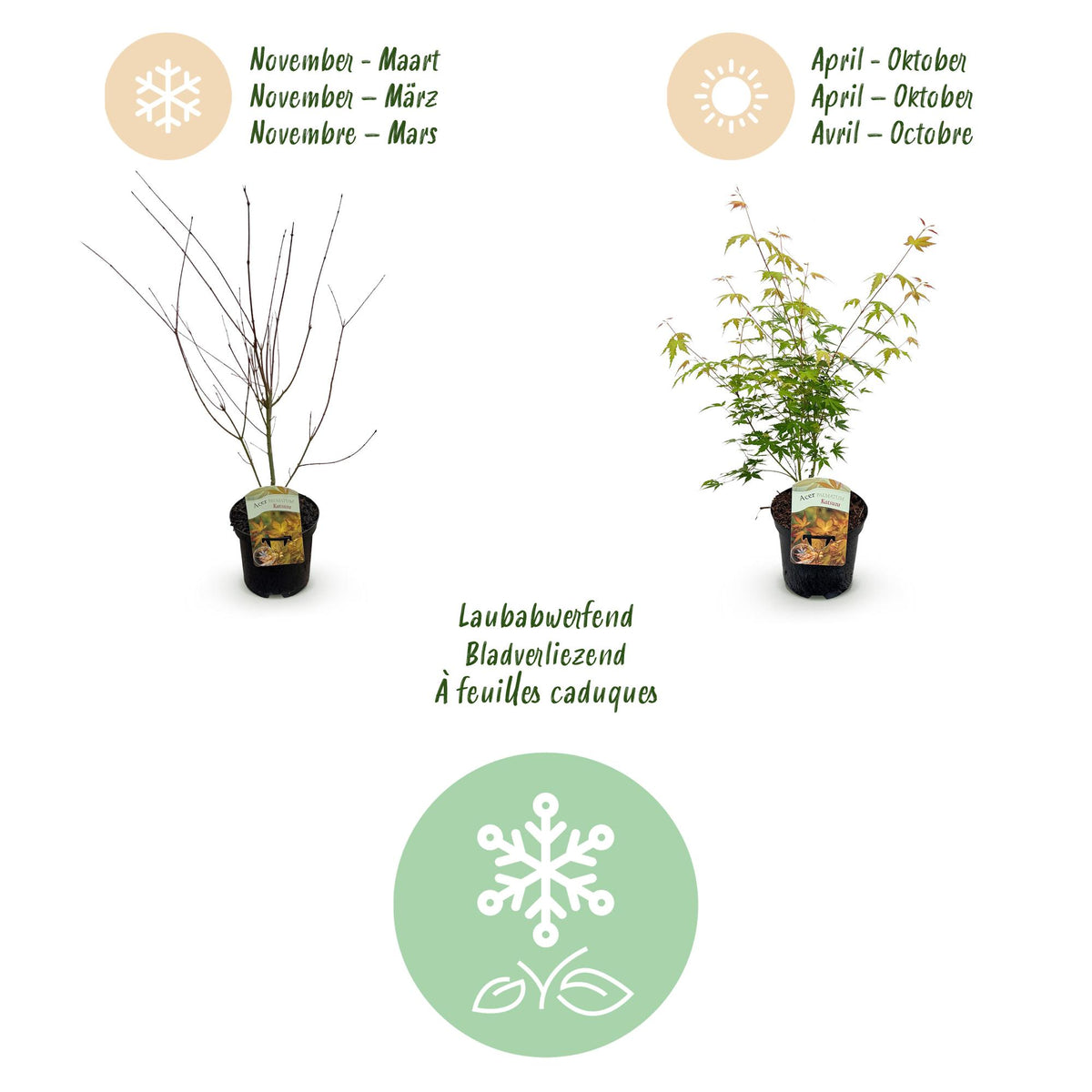Green boutiQ - Plante de terrasse - Érable du Japon - Acer palmatum Katsura - Orange - 1 plante - Caduc - Pot 19cm Hauteur 70cm