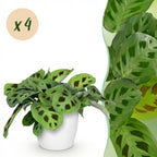 Green boutiQ - Zimmerpflanze - Maranta Fascinator Kerchoveana - Zebra-Pfeilwurz - Haustierfreundliche Pflanze - Grün - 4 Pflanzen - mit Topf Weiß - Topf 12cm - Höhe 25cm