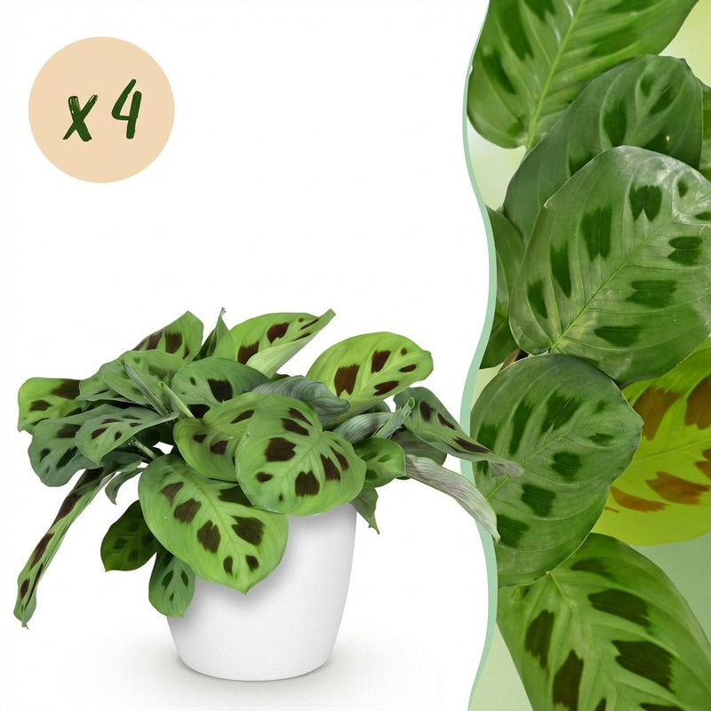 Green boutiQ - Kamerplant - Maranta Fascinator Kerchoveana - Zebraplant - Huisdiervriendelijke Plant - Groen - 4 Planten - met Potter Wit - Pot 12cm - Hoogte 25cm