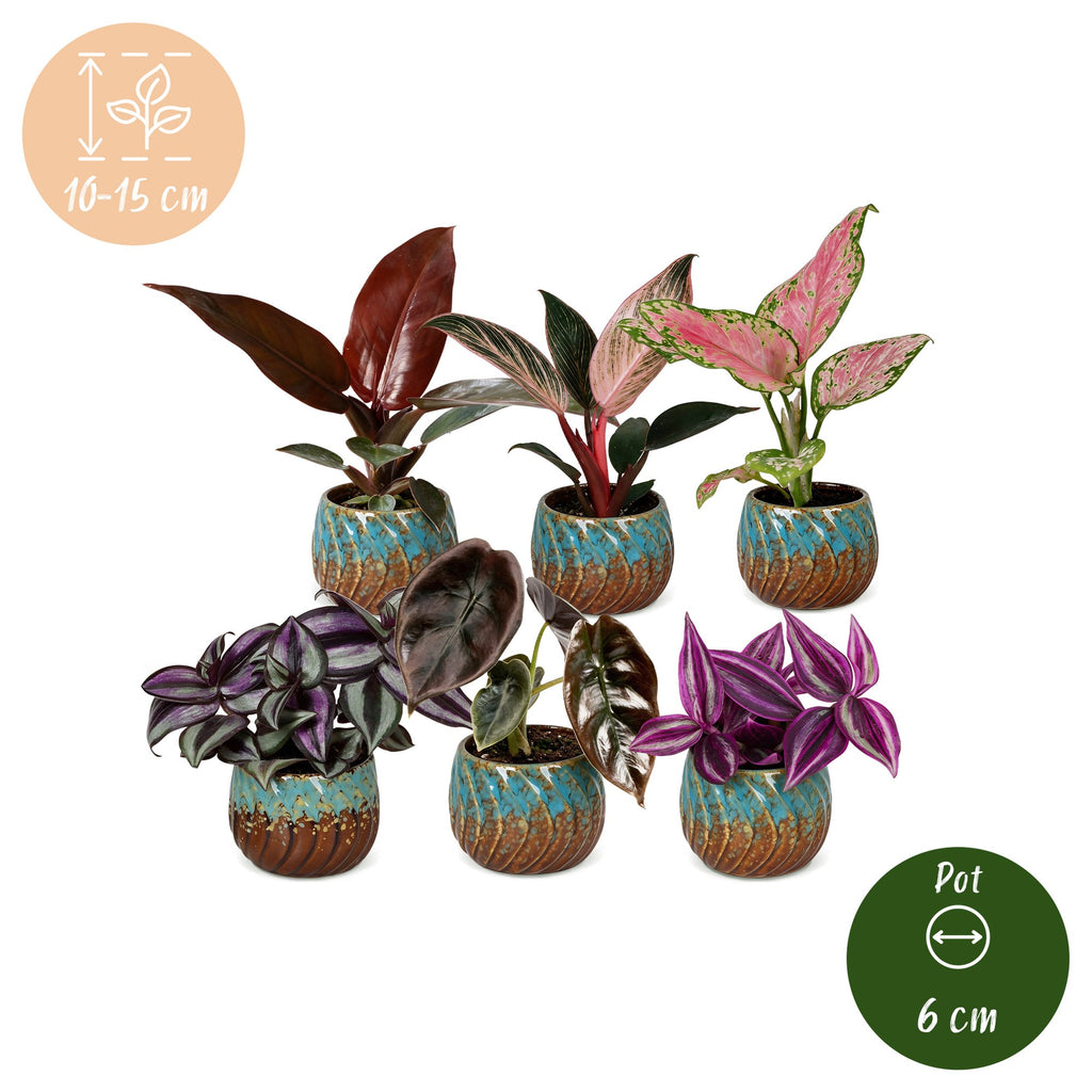 6x Baby Paradise Mix - Various colours - Tropical - incl. Copper Reef - Ø6cm - ↕10-15cm