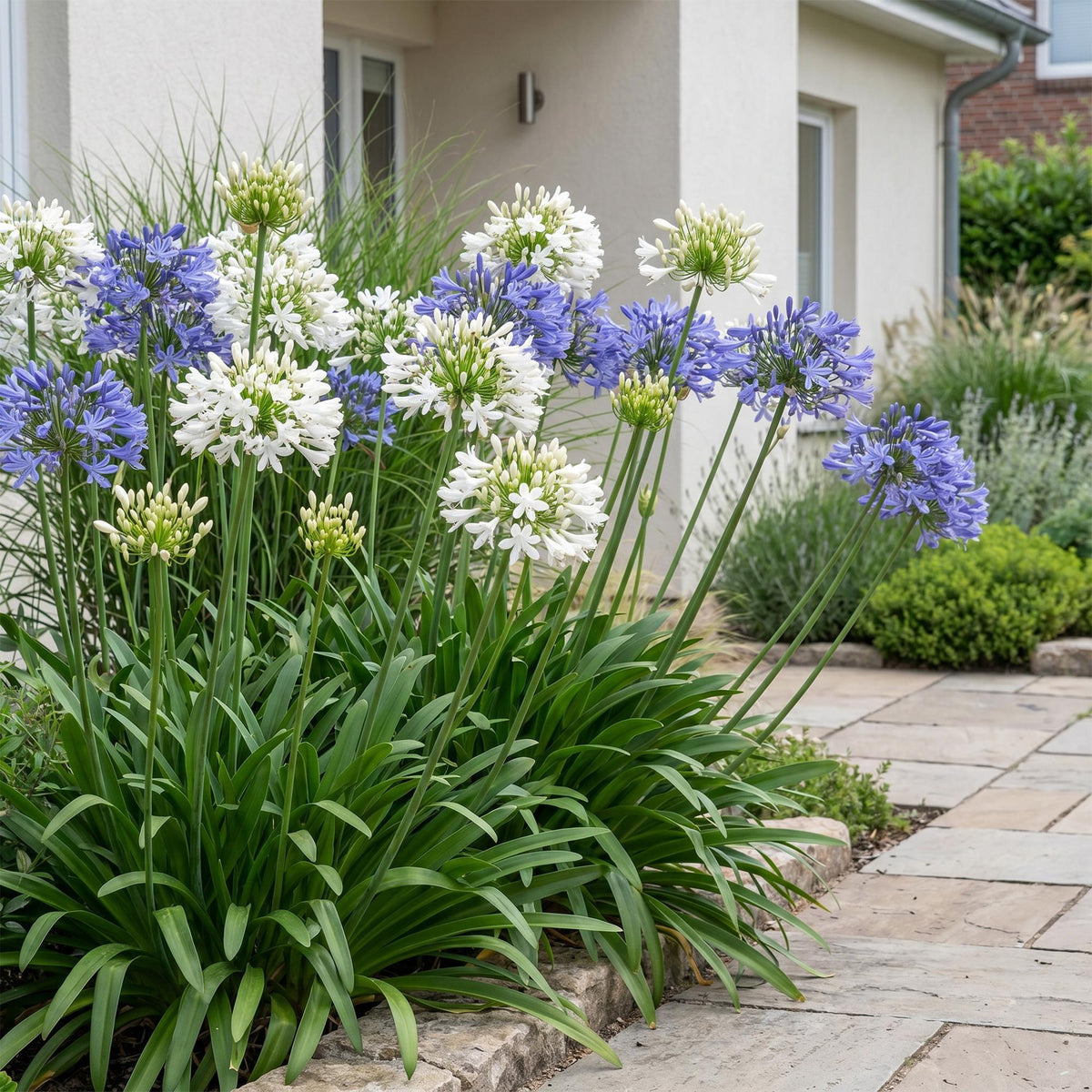 Green boutiQ - Stauden - Agapanthus Duo - Afrikanische Liebesblume - Bienen- und Schmetterlingsmagnet - Blau - Weiß - 12 Pflanzen - Topf 11cm - Höhe 15-25cm