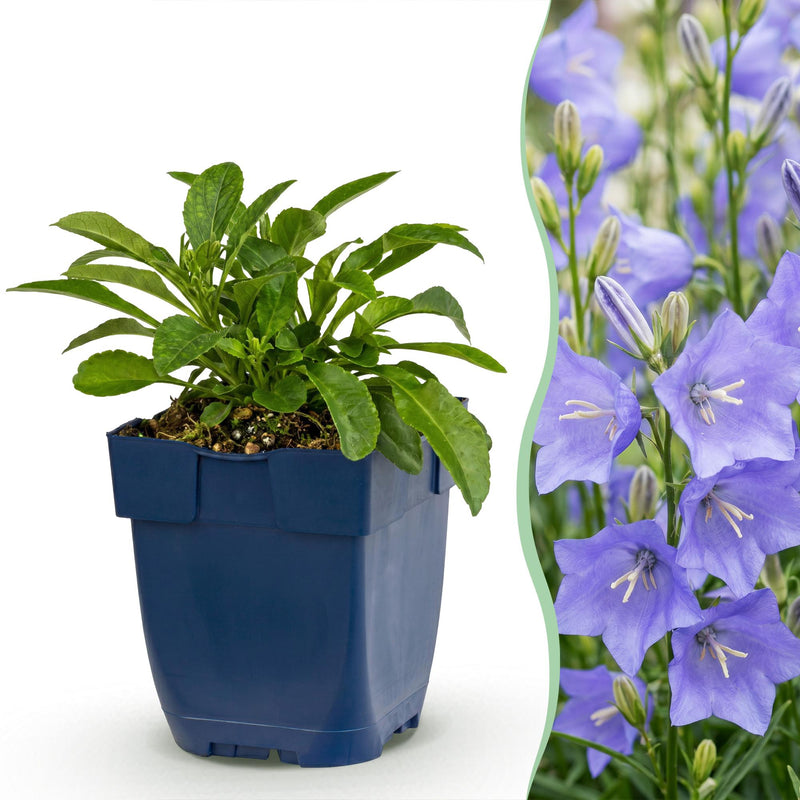 Green boutiQ - Vasteplant - Campanula persicifolia - Perzikbladklokje - Bijen en Vlinderlokkers - Blauw - 12 Planten - Pot 11cm - Hoogte 15-25cm