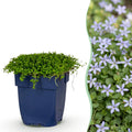 Green boutiQ - Stauden - Isotoma fluviatilis - Sternblume - Steingartenpflanzen - Hellblau - 24 Pflanzen - Topf 11cm - Höhe 15-25cm