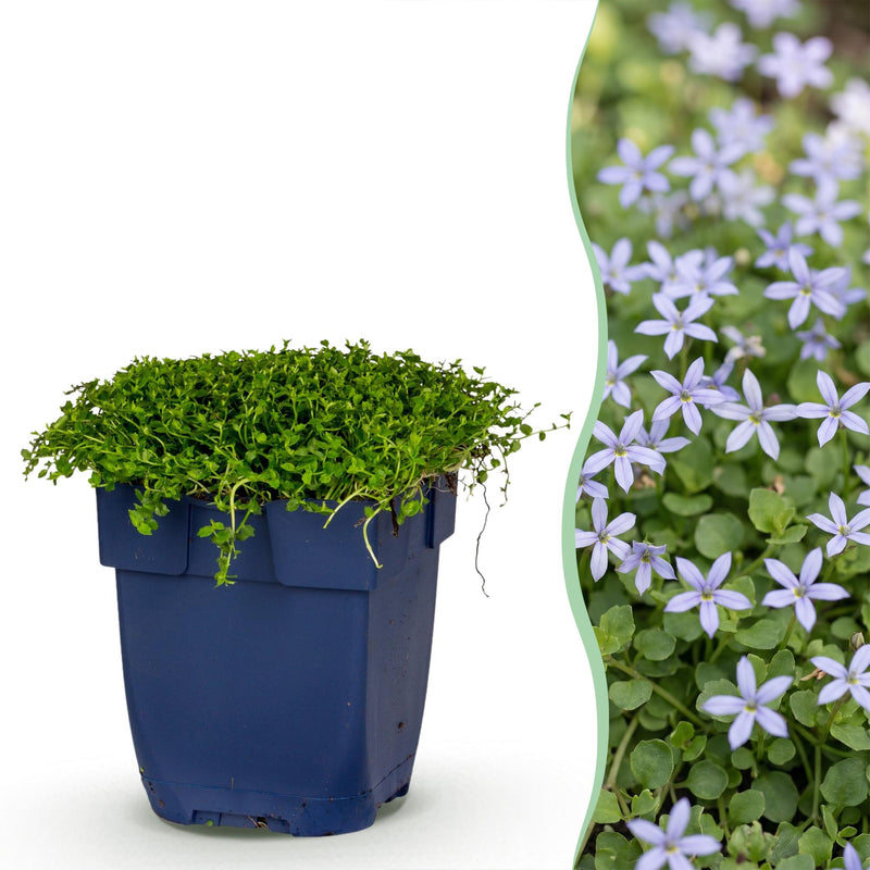 Green boutiQ - Vasteplant - Isotoma fluviatilis - Sterrenbloem - Rotsplanten - Licht Blauw - 24 Planten - Pot 11cm - Hoogte 15-25cm