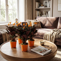 Calathea Crocata - 4 Stuks - Ø 14 cm - Hoogte: 40 - 45cm