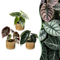 3x Baby Alocasia Tricolour - Red - Green - Black - Tropical - incl. Linnea Honey - Ø6cm - ↕12cm