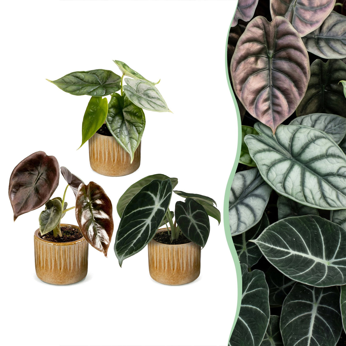 3x Baby Alocasia Tricolour - Red - Green - Black - Tropical - incl. Linnea Honey - Ø6cm - ↕12cm