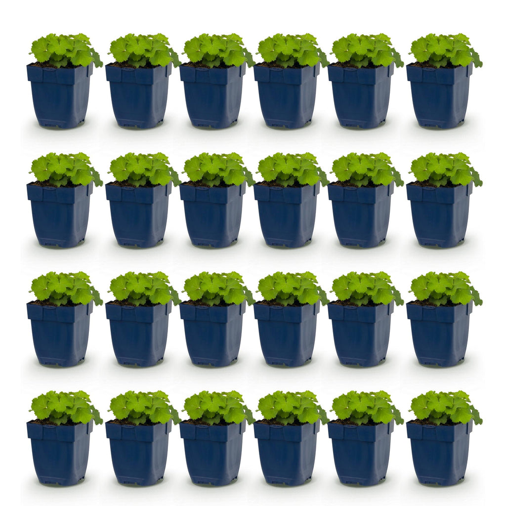 Green boutiQ - Stauden - Alchemilla mollis - Frauenmantel - Bodendeckend - Gelb - 24 Pflanzen - Topf 11cm - Höhe 15-25cm