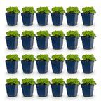 Green boutiQ - Stauden - Alchemilla mollis - Frauenmantel - Bodendeckend - Gelb - 24 Pflanzen - Topf 11cm - Höhe 15-25cm