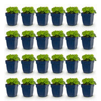 Green boutiQ - Vasteplant - Alchemilla mollis - Vrouwenmantel - Bodembedekkend - Geel - 24 Planten - Pot 11cm - Hoogte 15-25cm