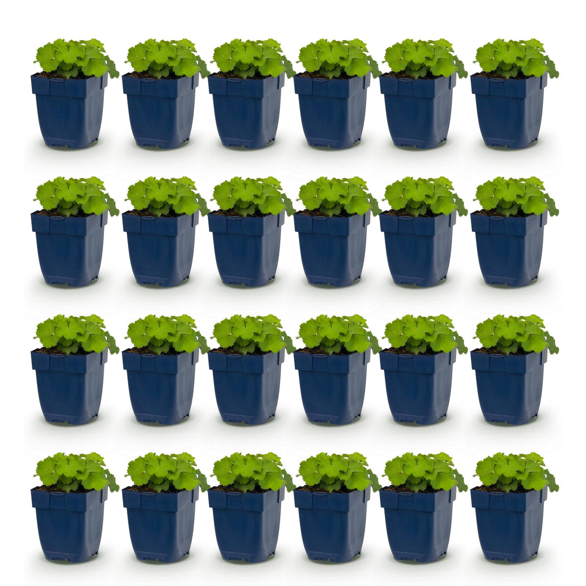 Green boutiQ - Stauden - Alchemilla mollis - Frauenmantel - Bodendeckend - Gelb - 24 Pflanzen - Topf 11cm - Höhe 15-25cm