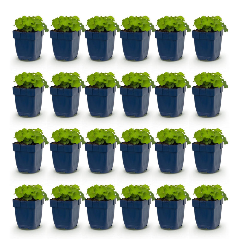 Green boutiQ - Vasteplant - Alchemilla mollis - Vrouwenmantel - Bodembedekkend - Geel - 24 Planten - Pot 11cm - Hoogte 15-25cm