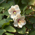 Green boutiQ - Gartenpflanze - Magnolia sieboldii - Blüte Weiß-Rot - 1 Pflanze - Laubabwerfend - Pflegeleicht - Topf 12cm Höhe 30cm