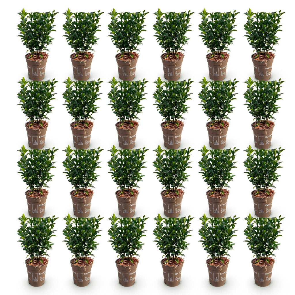 Green boutiQ - 24x Euonymus japonica Green Spire - Japanischer Spindelstrauch - Heckenpflanzen - Immergrün - Grün - Topf 9cm - Höhe 20-25cm
