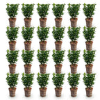 Green boutiQ - 24x Euonymus japonica Green Spire - Japanischer Spindelstrauch - Heckenpflanzen - Immergrün - Grün - Topf 9cm - Höhe 20-25cm