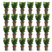 Green boutiQ - 24x Euonymus japonica Green Spire - Kardinaalsmuts - Haagplanten - Groenblijvend - Groen - Pot 9cm - Hoogte 20-25cm