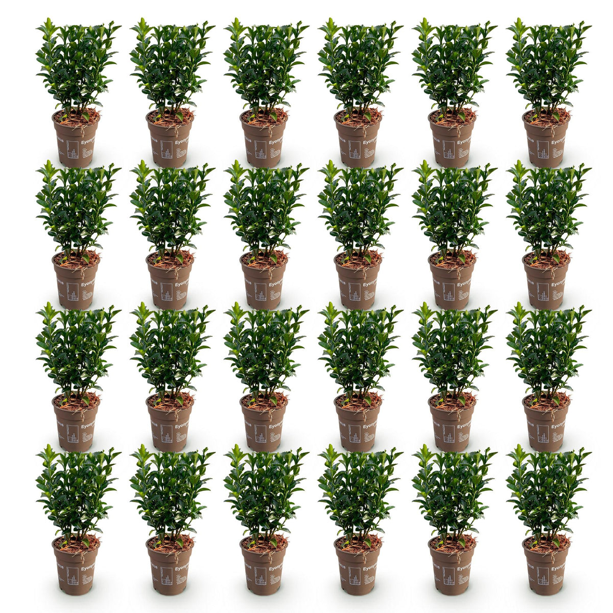 Green boutiQ - 24x Euonymus japonica Green Spire - Japanischer Spindelstrauch - Heckenpflanzen - Immergrün - Grün - Topf 9cm - Höhe 20-25cm