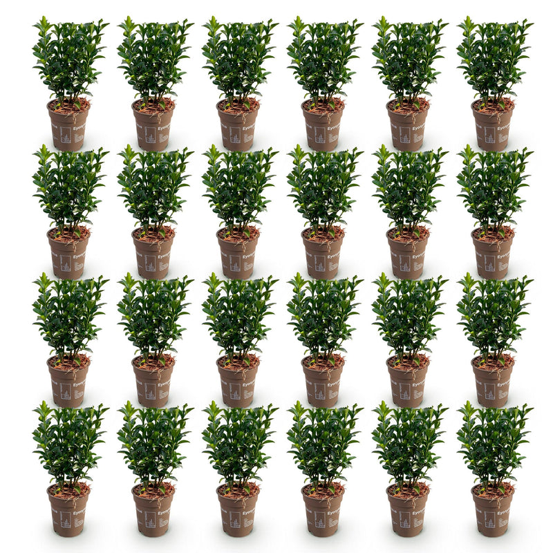 Green boutiQ - 24x Euonymus japonica Green Spire - Kardinaalsmuts - Haagplanten - Groenblijvend - Groen - Pot 9cm - Hoogte 20-25cm