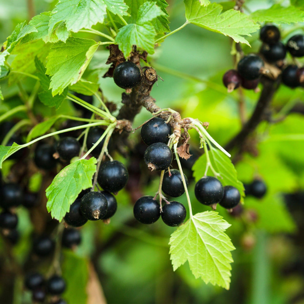 Green boutiQ - Obstpflanze - Ribes nigrum Titania - Beerenstrauch - Winterhart - Schwarze Johannisbeere - 2 Pflanzen - Topf 15cm - Höhe 50cm