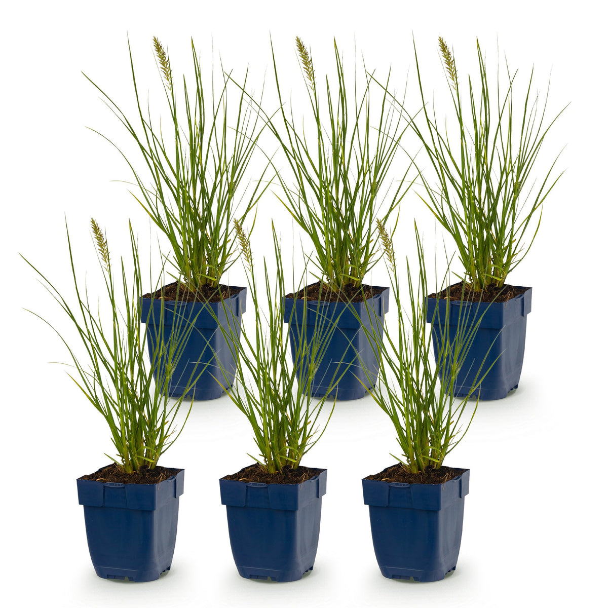 Green boutiQ - Grasses - Pennisetum alop. Little Bunny - Foxtail Grass - With Plum - Green - 6 Plants - Pot 11cm - Height 15-25cm