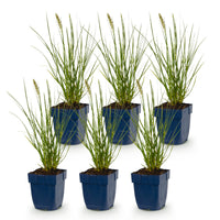Green boutiQ - Grasses - Pennisetum alop. Little Bunny - Foxtail Grass - With Plum - Green - 6 Plants - Pot 11cm - Height 15-25cm