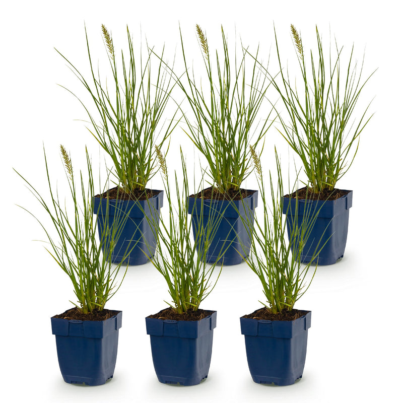 Green boutiQ - Grasses - Pennisetum alop. Little Bunny - Foxtail Grass - With Plum - Green - 6 Plants - Pot 11cm - Height 15-25cm