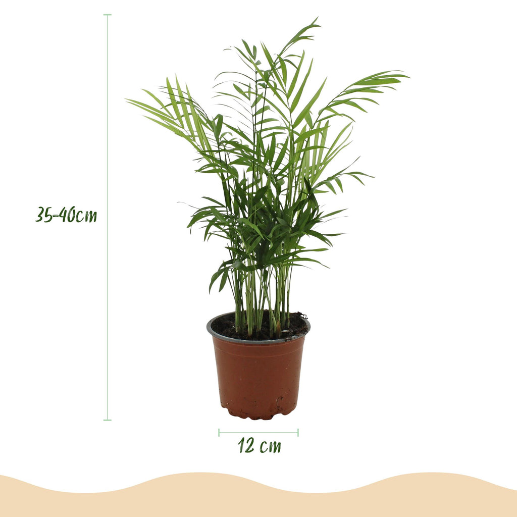 Green boutiQ - Zimmerpflanze - Chamaedorea elegans - Bergpalme - Haustierfreundliche Pflanze - Grün - 1 Pflanze - mit Topf Weiß - Topf 12cm - Höhe 15cm
