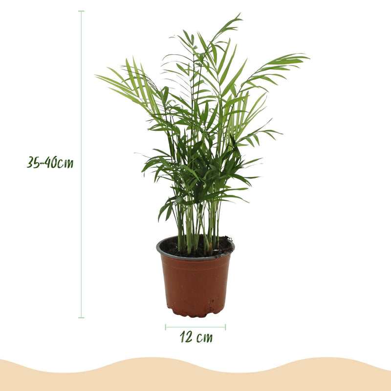 Green boutiQ - Kamerplant - Chamaedorea elegans - Goudpalm - Huisdiervriendelijke Plant - Groen - 1 Plant - met Potter Wit - Pot 12cm - Hoogte 15cm