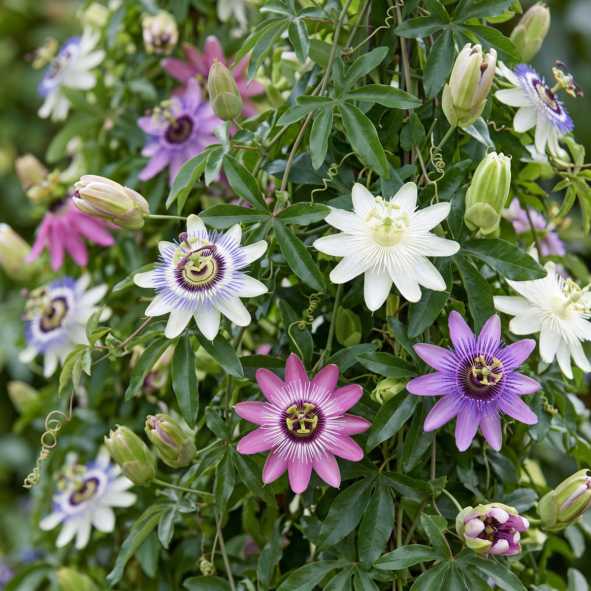 12x Passiflora Rainbow - Rainbow passion flower - White - Purple - Pink - Purple - Climber - Ø9cm - ↕35cm