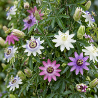 12x Passiflora Rainbow - Rainbow passion flower - White - Purple - Pink - Purple - Climber - Ø9cm - ↕35cm