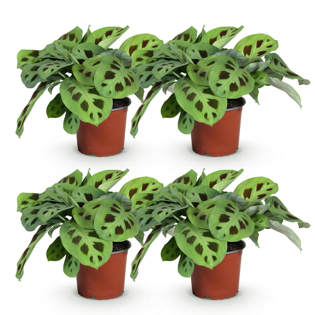 Green boutiQ - Zimmerpflanze - Maranta Fascinator Kerchoveana - Gebetspflanze - Haustierfreundlich - Grün - 4 Pflanzen - Topf 12cm - Höhe 30-35cm