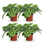 Green boutiQ - Zimmerpflanze - Maranta Fascinator Kerchoveana - Gebetspflanze - Haustierfreundlich - Grün - 4 Pflanzen - Topf 12cm - Höhe 30-35cm