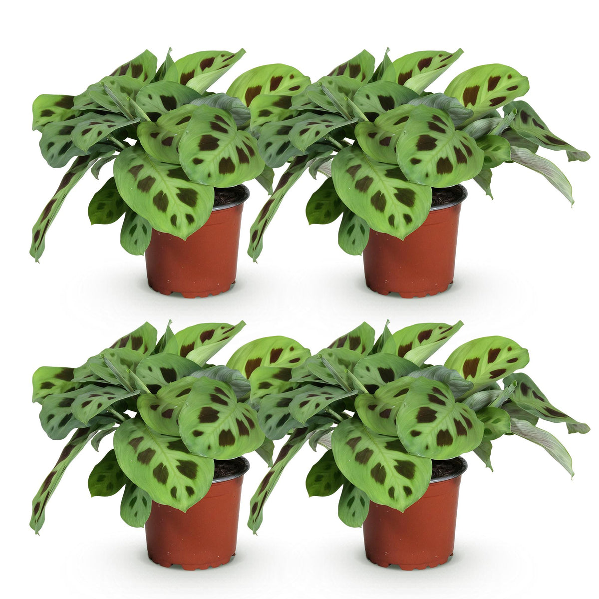 Green boutiQ - Zimmerpflanze - Maranta Fascinator Kerchoveana - Gebetspflanze - Haustierfreundlich - Grün - 4 Pflanzen - Topf 12cm - Höhe 30-35cm