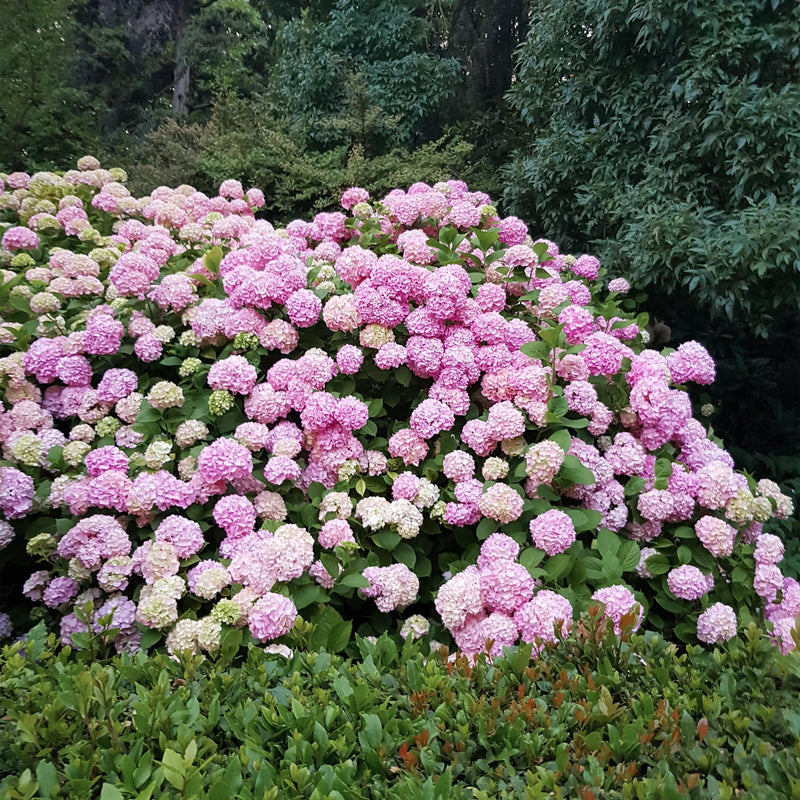 Green boutiQ - Tuinplant - Hydrangea macrophylla Roze - Hortensia - Winterhard - Roze - 3 Planten - Pot 12cm - Hoogte Hoogte 20-30cm