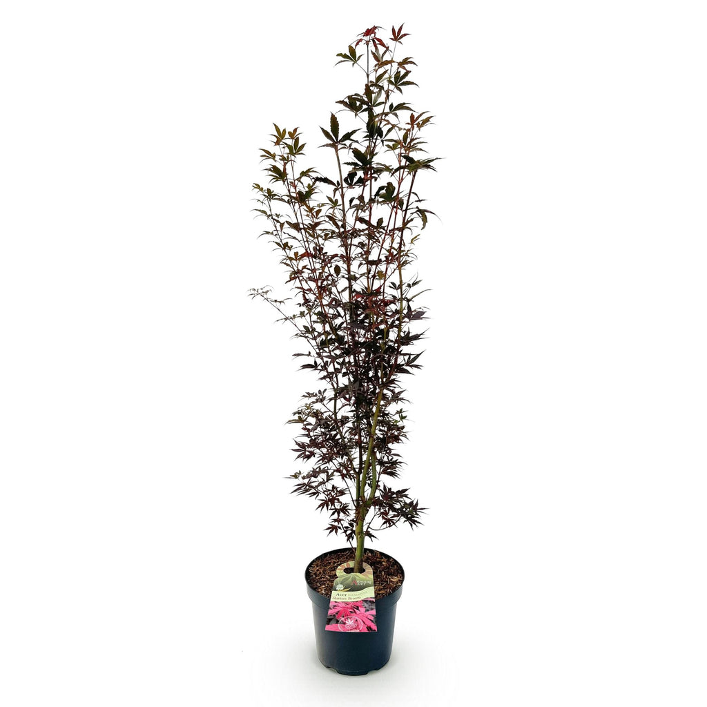 Green boutiQ - Plante de jardin - Acer palmatum Skeeters Broom - Érable du Japon - Caduc - Rouge - 1 - Pot 26cm - Hauteur 90cm
