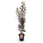 Green boutiQ - Plante de jardin - Acer palmatum Skeeters Broom - Érable du Japon - Caduc - Rouge - 1 - Pot 26cm - Hauteur 90cm