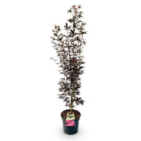 Green boutiQ - Tuinplant - Acer palmatum Skeeters Broom - Japanse Esdoorn - Bladverliezend - Rood - 1 - Pot 26cm - Hoogte 90cm