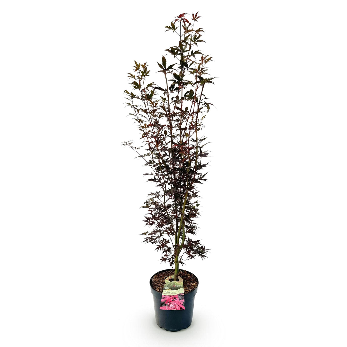 Green boutiQ - Plante de jardin - Acer palmatum Skeeters Broom - Érable du Japon - Caduc - Rouge - 1 - Pot 26cm - Hauteur 90cm