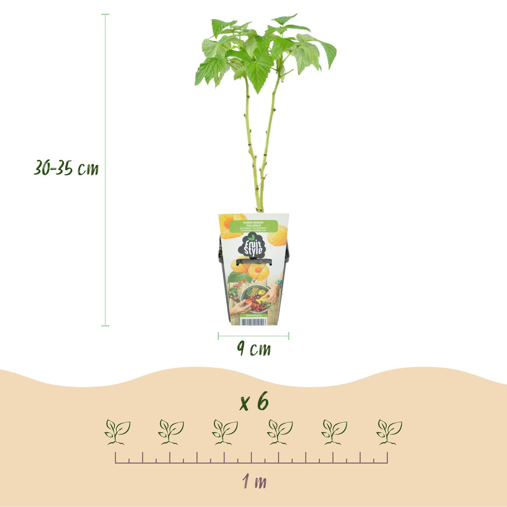 Green boutiQ - Plants fruitiers - Tricolore - Groseille rouge - Framboise jaune - Mûre noire - Rustique - 3 plantes - Pot 9cm