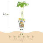 Green boutiQ - Plants fruitiers - Tricolore - Groseille rouge - Framboise jaune - Mûre noire - Rustique - 3 plantes - Pot 9cm