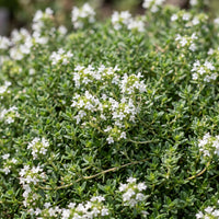 Green boutiQ - Perennial - Thymus praecox Albiflorus - White creeping thyme - Fragrant - White - 12 Plants - Pot 11cm - Height 15-25cm