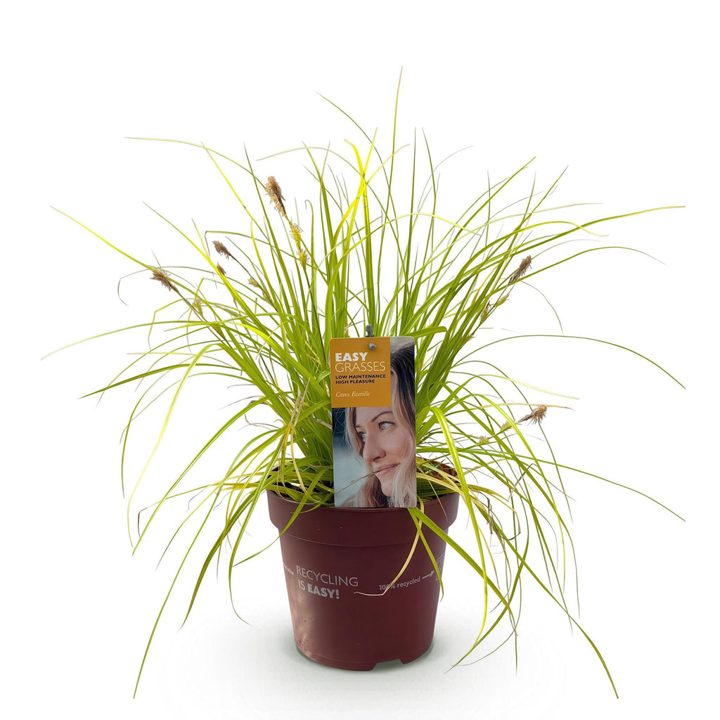 Green boutiQ - Graminées ornementales - Carex oshimensis Everillo - Jaune - 1 Plante - Persistant - Rustique - Pot 17cm Hauteur 50cm